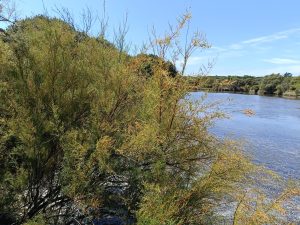 Lire la suite à propos de l’article À la découverte du tamaris des marais : un arbuste élégant et résistant