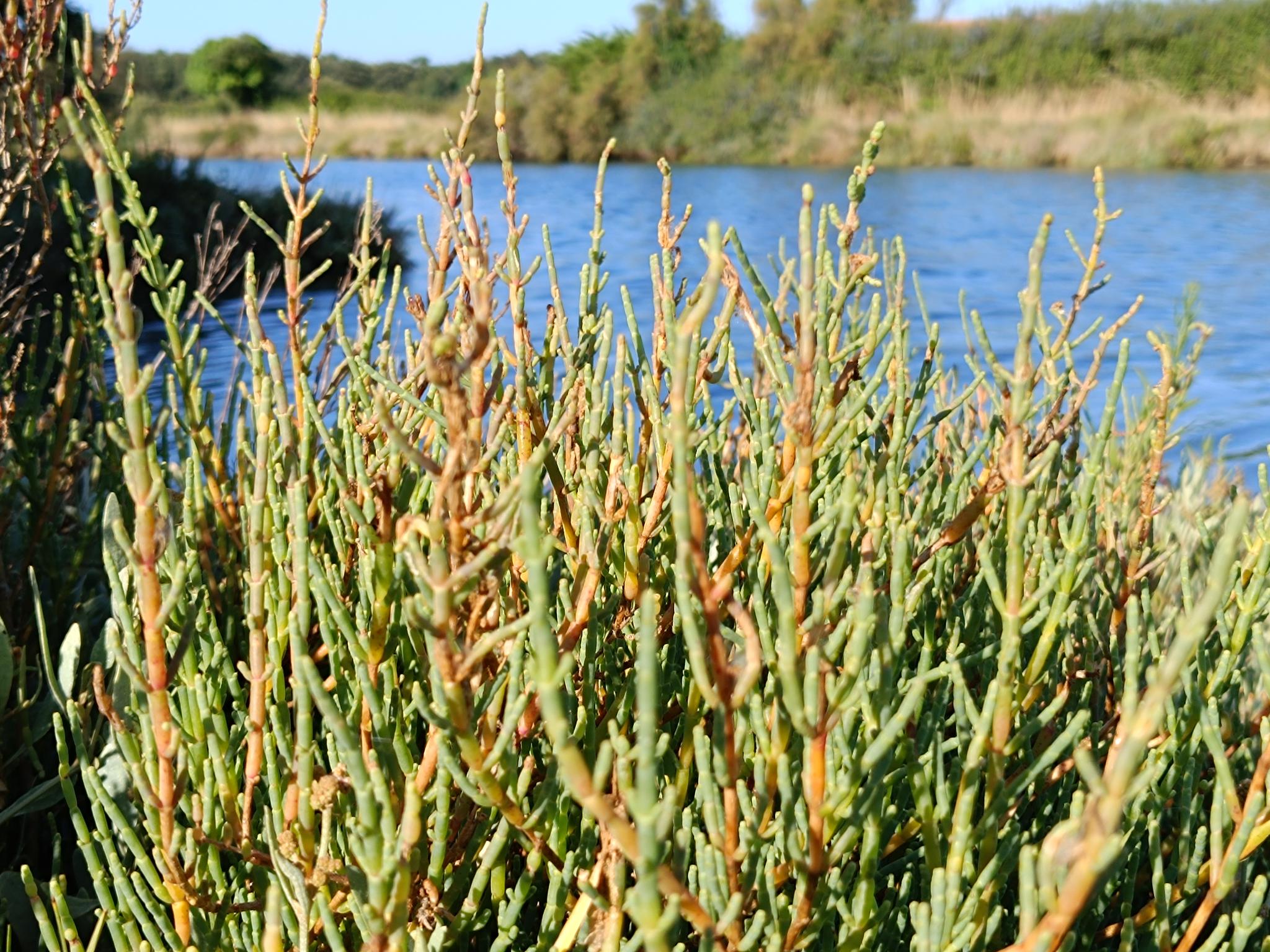 You are currently viewing 🌿 Entre salicorne croquante et parfum de fenouil sauvage, découvrez l’apéritif emblématique des gens du marais : la Baillotte!