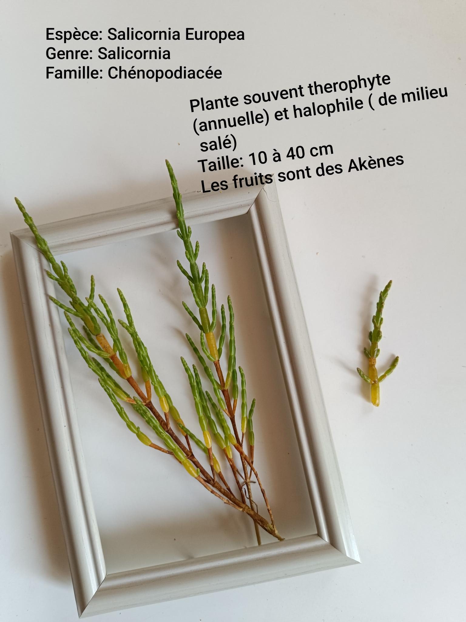 salicorne européenne