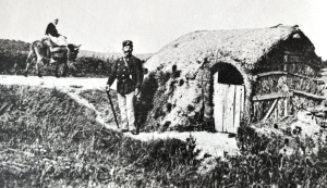 Bovins dans nos marais d'Olonne