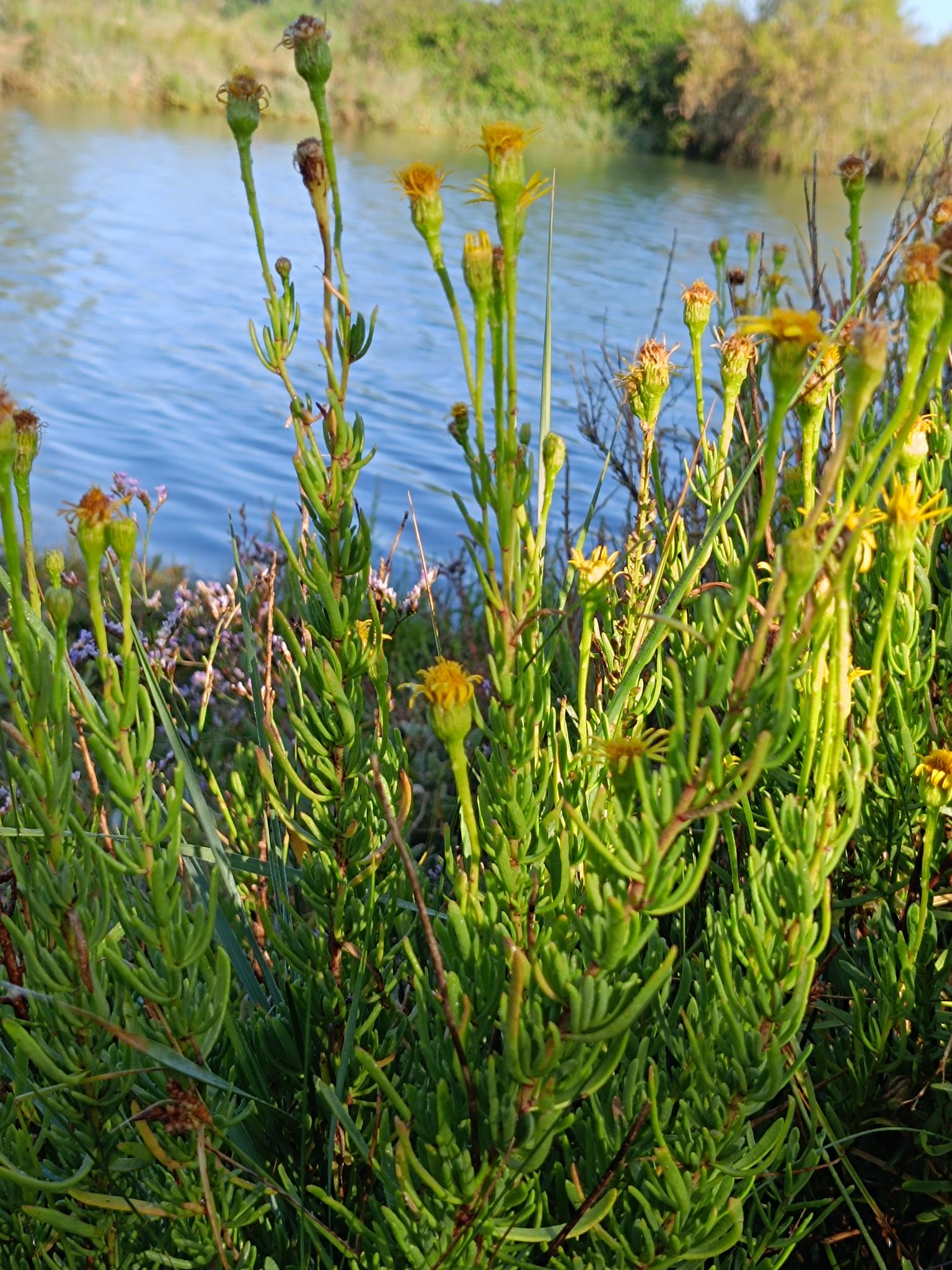 You are currently viewing INULE FAUSSE CRISTE (Inula crithmoides, Limbarda crithmoides, famille des Astéracées)