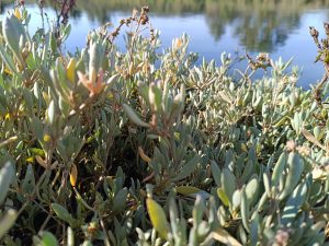 L'Obione (Halimione portulacoides), une plante emblématique des marais salés de Vendée
