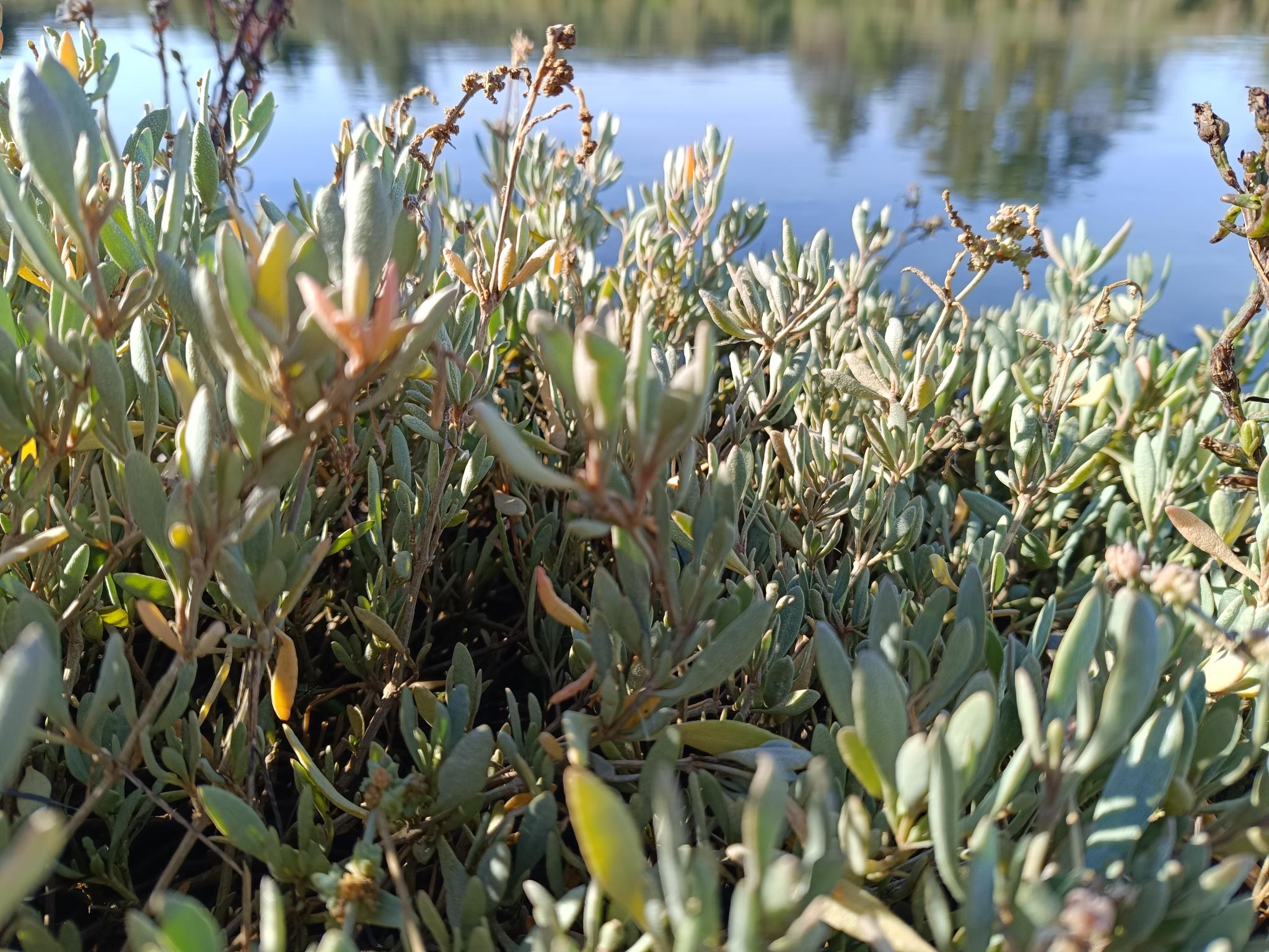 You are currently viewing L&rsquo;OBIONE (Halimione portulacoides), une plante essentielle des marais salés