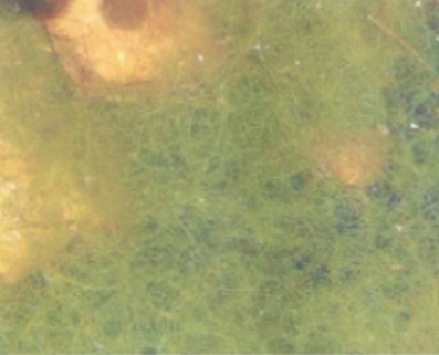 You are currently viewing Le Tirpiou : ces herbiers aquatiques qui vivent dans nos marais