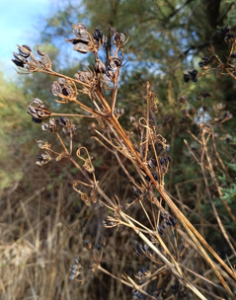 Lire la suite à propos de l’article LE MACERON (Smyrnium olusatrum), une plante ancienne au cœur de la flore des marais
